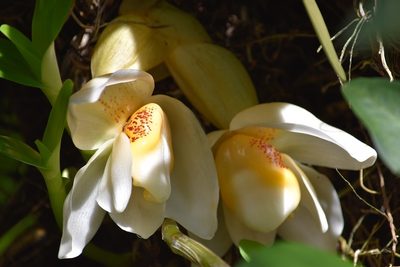 Stanhopea ecornuta, photographed by Norman Salazar Arguedas