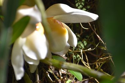 Stanhopea ecornuta, photographed by Norman Salazar Arguedas