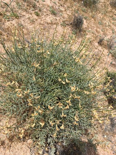 Astragalus pachypus, photographed by Matt Berger