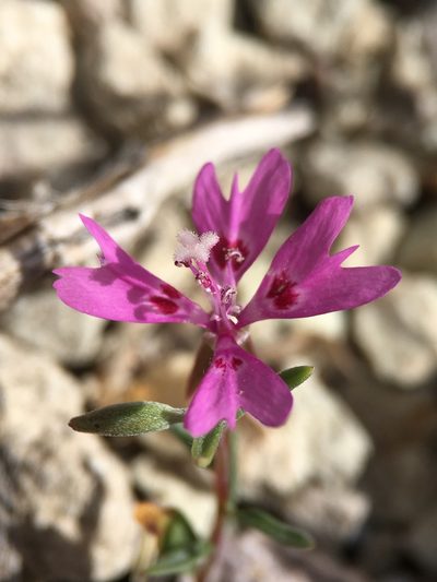 Clarkia xantiana, photographed by Matt Berger