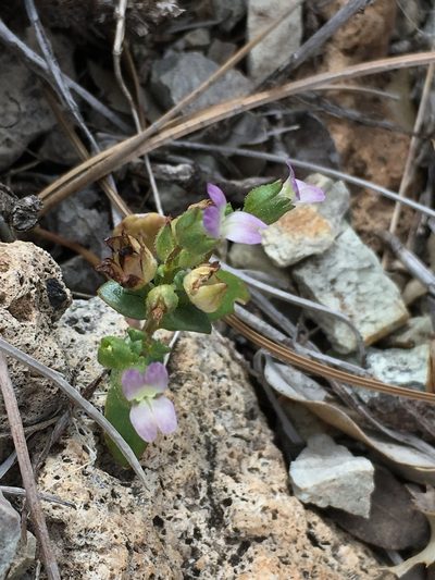 Collinsia callosa, photographed by Matt Berger