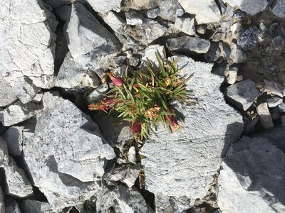 Dianthus glacialis, photographed by Karsten Rohweder