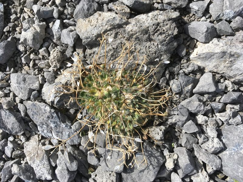 Draba ladina, photographed by Karsten Rohweder