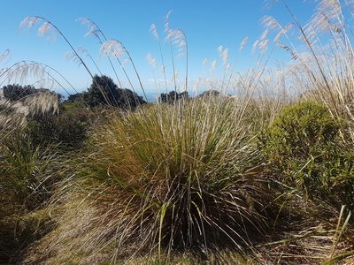 Austroderia fulvida, photographed by Emily Roberts