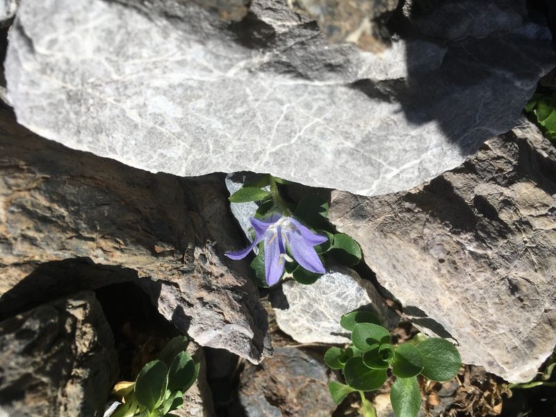 Campanula cenisia, photographed by Karsten Rohweder