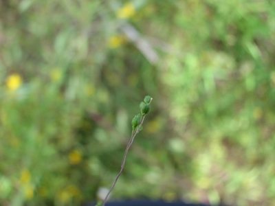 Kellochloa verrucosa, photographed by Chris Hoess