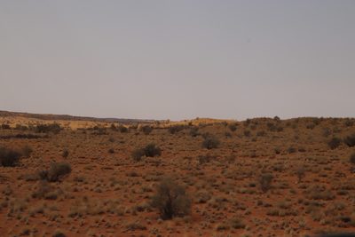 Vachellia haematoxylon, photographed by Tony Rebelo