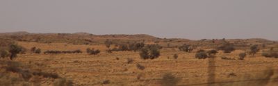 Vachellia haematoxylon, photographed by Tony Rebelo
