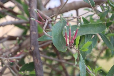 Tapinanthus oleifolius, photographed by Tony Rebelo