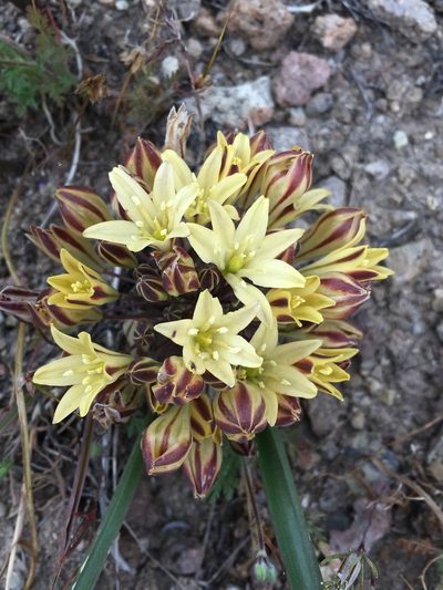Triteleia piutensis, photographed by Matt Berger