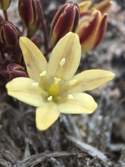 Triteleia piutensis, photographed by Matt Berger