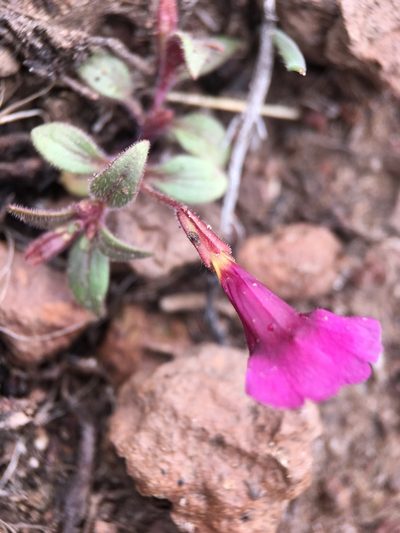 Erythranthe discolor, photographed by Matt Berger