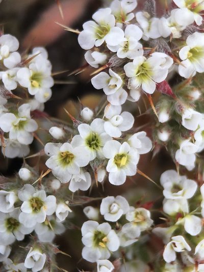 Chorizanthe spinosa, photographed by Matt Berger