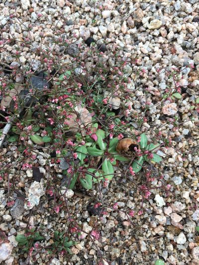 Eriogonum inerme, photographed by Matt Berger