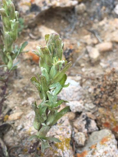Castilleja plagiotoma, photographed by Matt Berger
