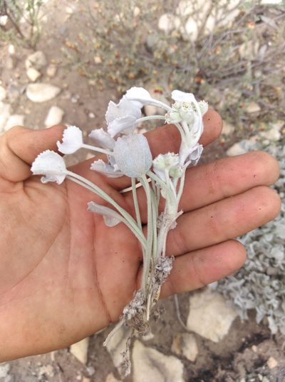 Centella calcaria, photographed by Brian du Preez