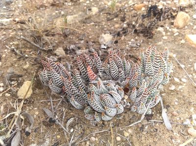 Tulista minor, photographed by Brian du Preez