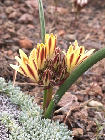 Triteleia piutensis, photographed by Matt Berger