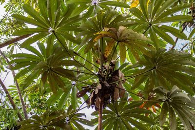 Cecropia sciadophylla, photographed by Gerry van Tonder