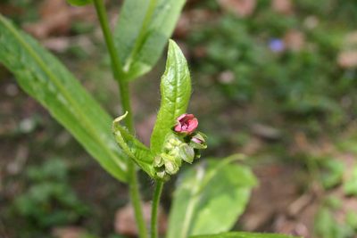 Cynoglossum germanicum, photographed by Richard Fuller