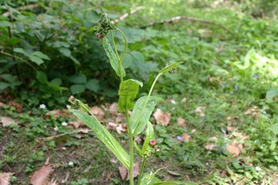 Cynoglossum germanicum, photographed by Richard Fuller
