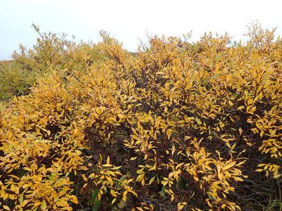 Salix pulchra, photographed by Matt Bowser