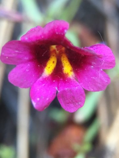 Erythranthe discolor, photographed by Matt Berger