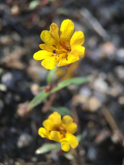 Erythranthe discolor, photographed by Matt Berger