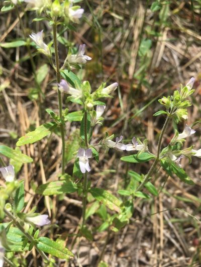 Collinsia childii, photographed by Matt Berger