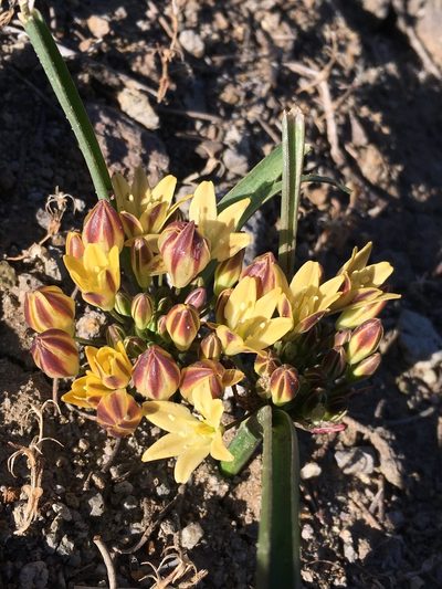 Triteleia piutensis, photographed by Matt Berger