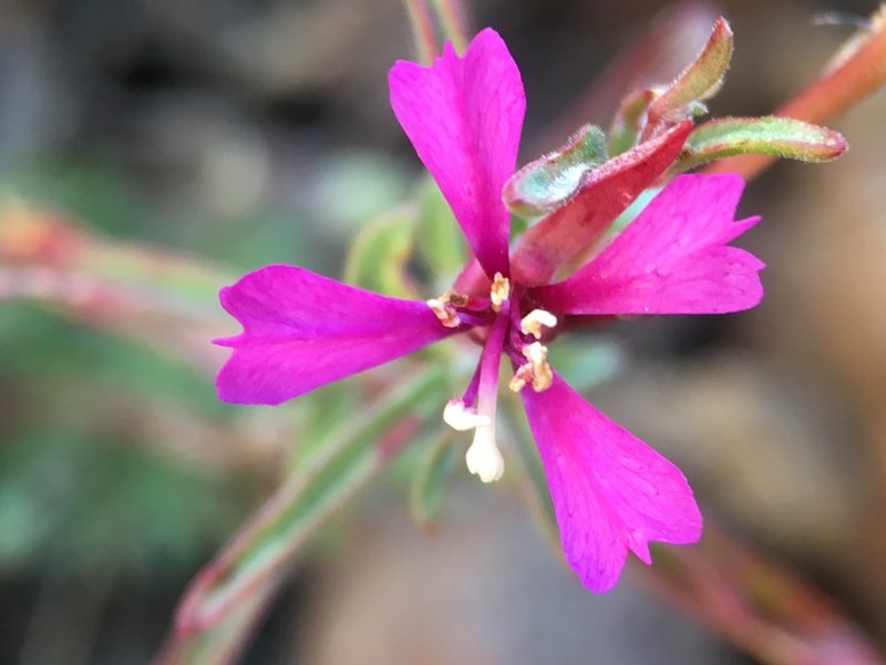 Clarkia xantiana, photographed by Matt Berger