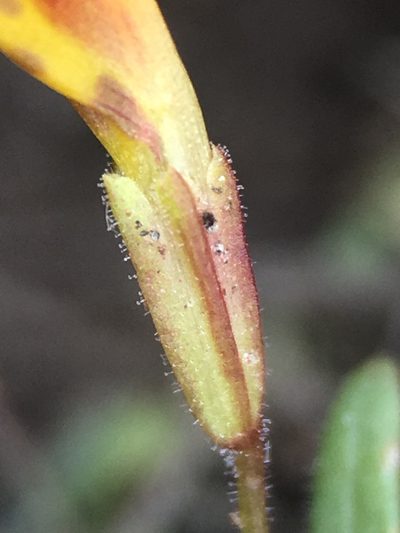 Erythranthe discolor, photographed by Matt Berger