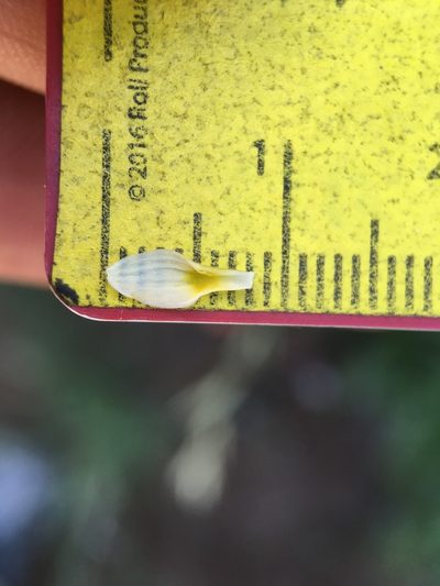 Toxicoscordion exaltatum, photographed by Matt Berger