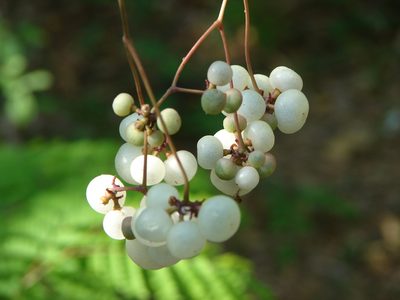 Ampelopsis denudata, photographed by Francisco Farriols Sarabia