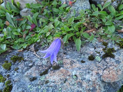 Campanula dasyantha, photographed by Marco Mussita