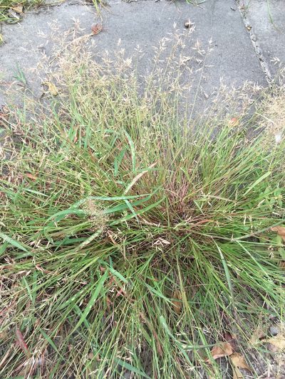 Eragrostis cumingii, photographed by chen ying-hsiao