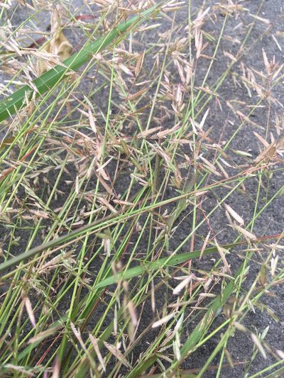 Eragrostis cumingii, photographed by chen ying-hsiao