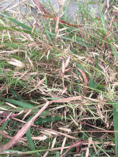 Eragrostis cumingii, photographed by chen ying-hsiao