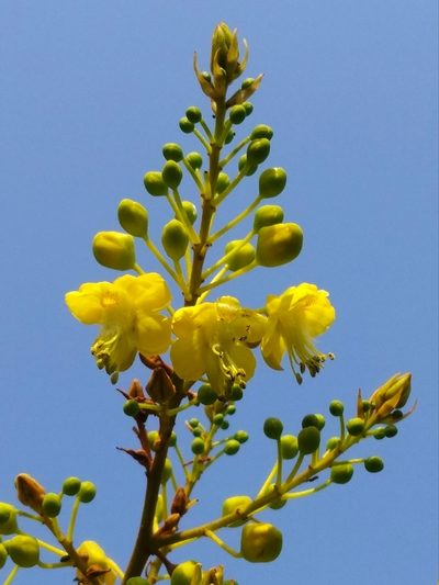 Biancaea sappan, photographed by Abu Hamas