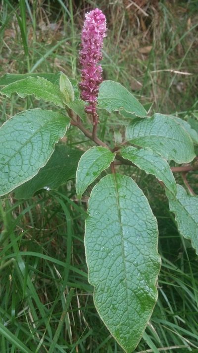 Phytolacca sandwicensis, photographed by Riley Pollom