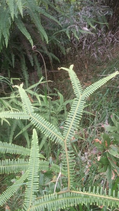 Sticherus owhyhensis, photographed by Riley Pollom