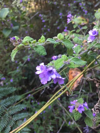 Prostanthera incana, photographed by Guy Taseski