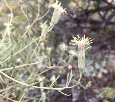 Brickellia leptophylla, photographed by Bob Nieman