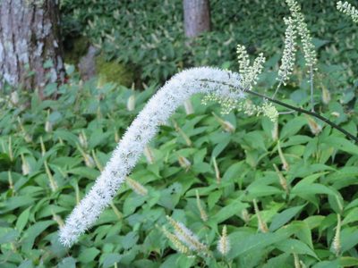 Actaea simplex, photographed by Marco Mussita