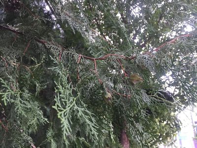 Juniperus chinensis, photographed by Kim, Hyun-tae