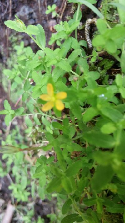 Hypericum parvulum, photographed by Riley Pollom