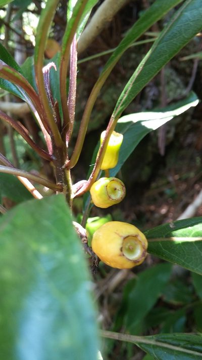 Clermontia parviflora, photographed by Riley Pollom