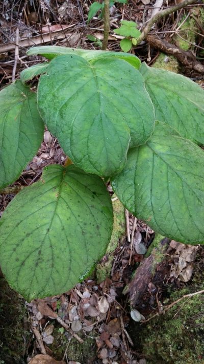Cyrtandra platyphylla, photographed by Riley Pollom