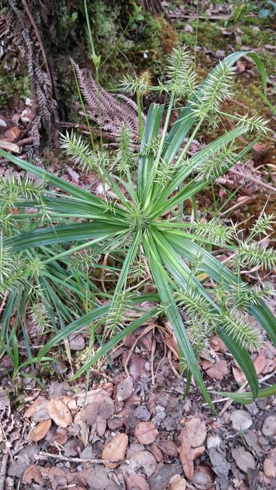 Cyperus meyenianus, photographed by Riley Pollom