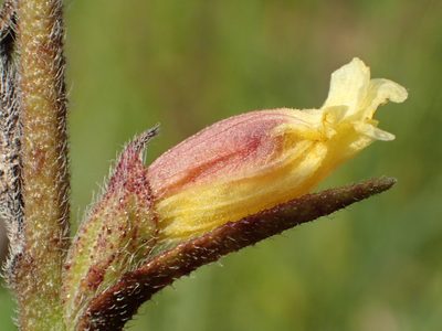 Centranthera cochinchinensis, photographed by 葉子